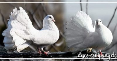 Hochzeitstauben